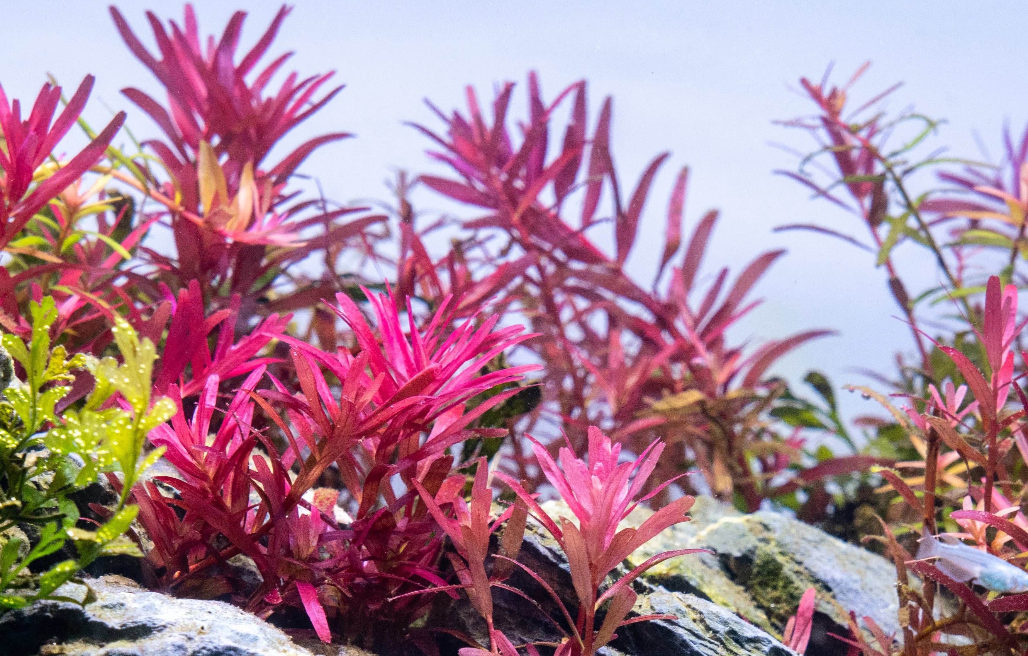 수조속에서 빨갛게 물든 로타라 sp