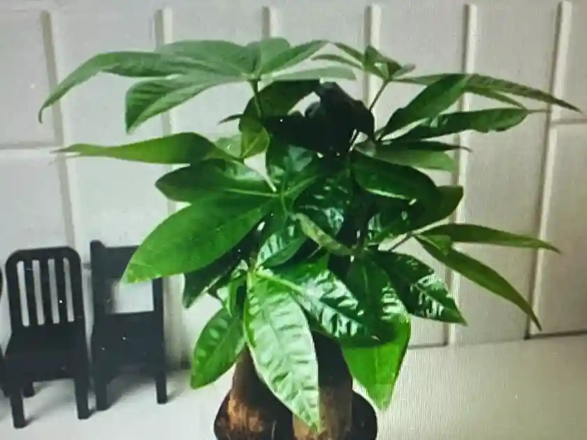 파키라