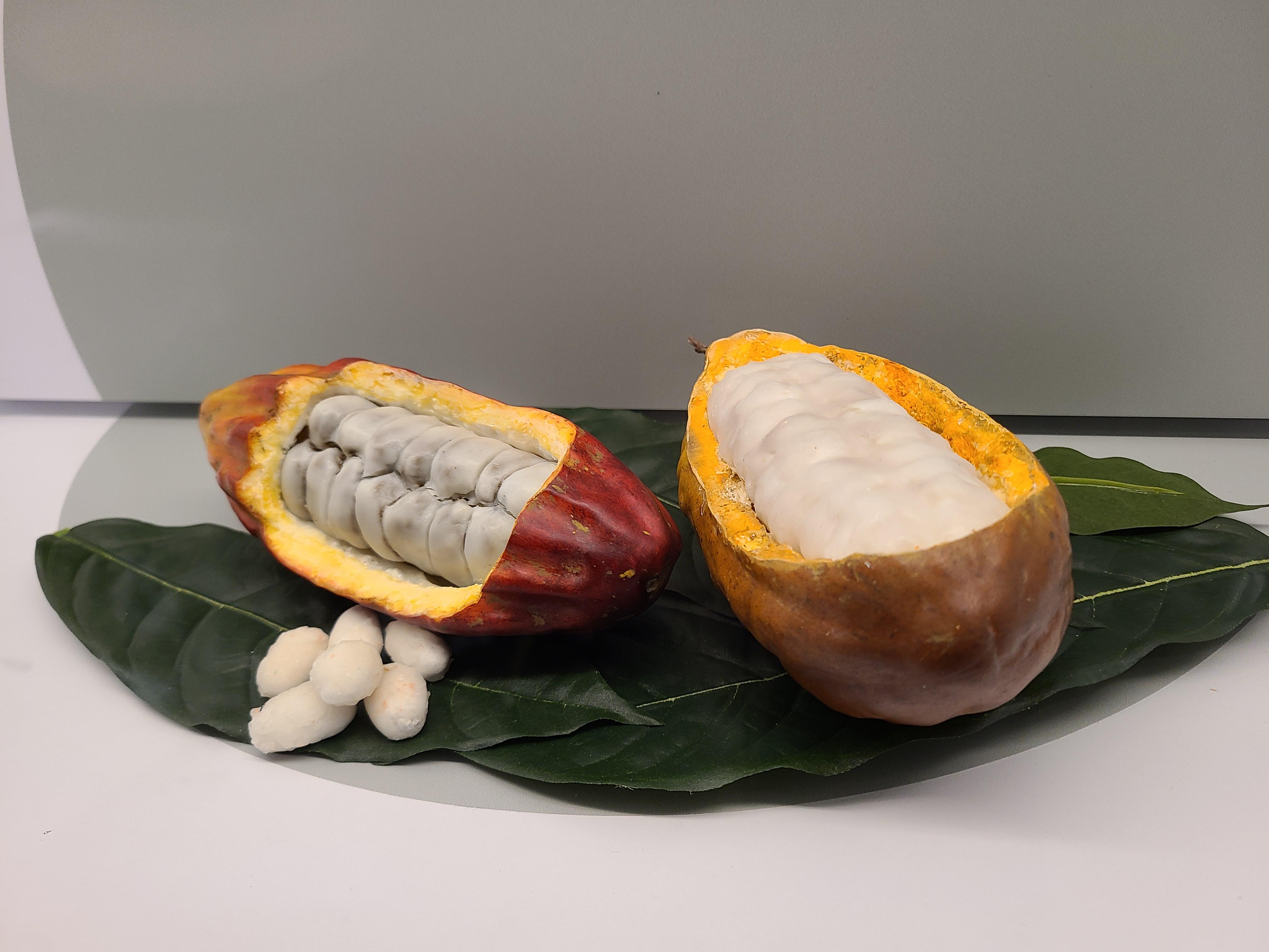 쾰른 임호프 초콜릿박물관 카카오 열매