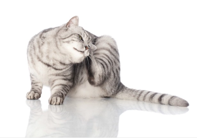 머리를 긁는 고양이