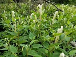 삼백초 추출물 효능 부작용