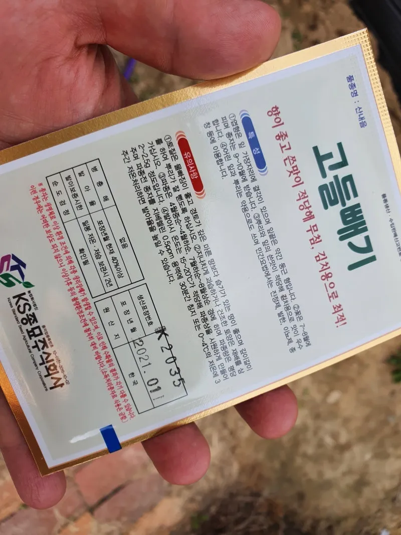 고들빼기 파종시기 심는시기 수확시기 농작물 재배_6