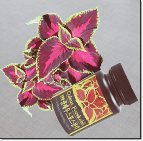 콜레우스포스콜리 잎과 보충제