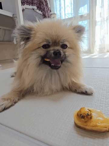 강아지가 계란빵을 먹는 모습