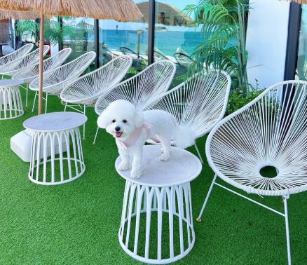 반려견 동반 여행-강원도 속초 펫펜션, 해변