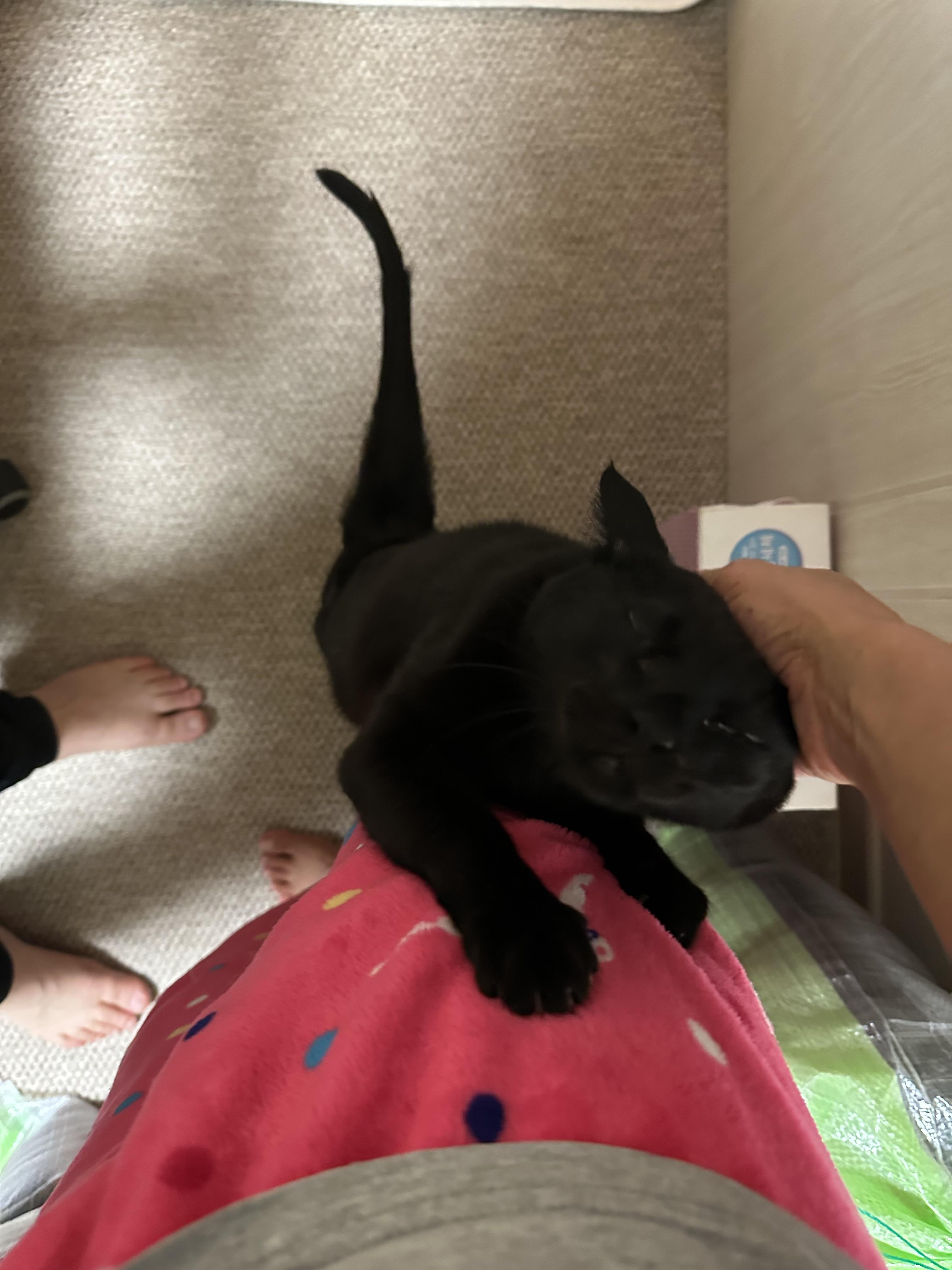 2월 고양이들 화장실 모래 전체갈이 (feat.사이잘룩러그)