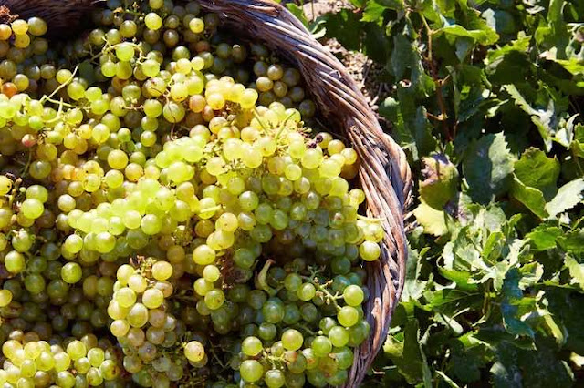 아씨르티코 포도의 모습