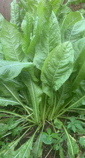 치커리 효능 부작용 먹는법 한눈에 정리