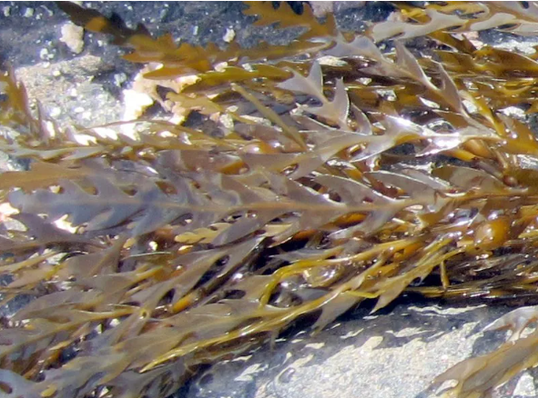 2월 제철음식 모자반 알아보기