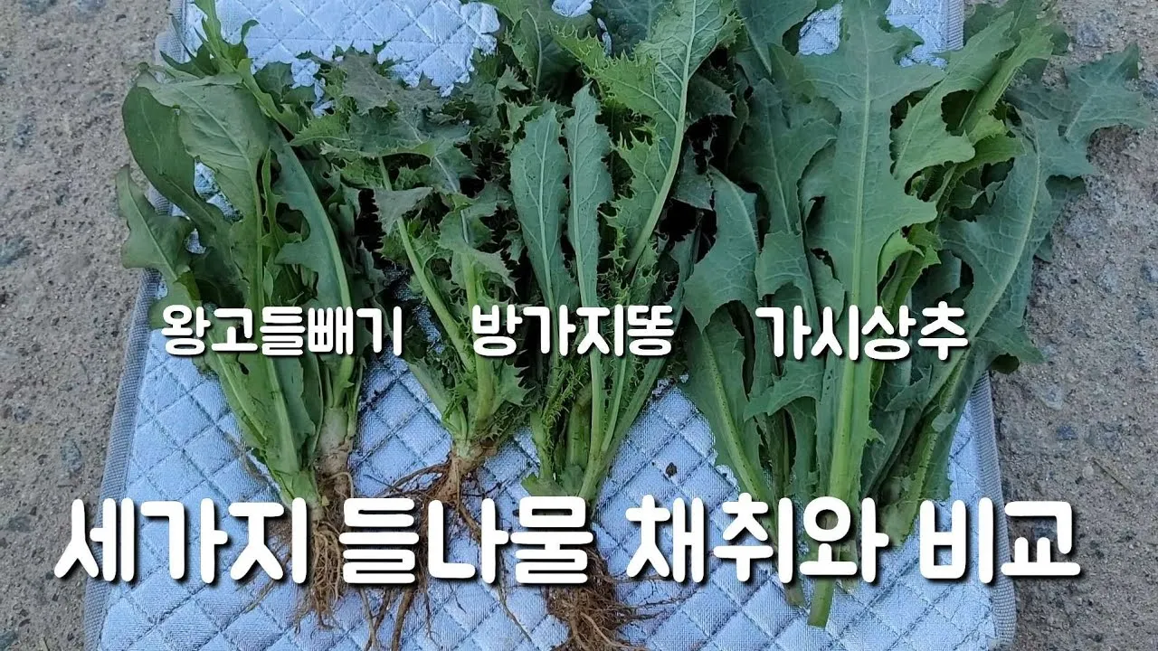 왕고들빼기 효능과 섭취시 주의사항 건강 정보_7