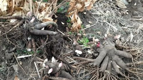 작약-재배법-번식방법-파종시기-수확시기-종근-심는시기-정식시기-심는방법-정식방법