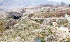 2025 광양매화축제 일정, 맛집, 먹거리 총정리