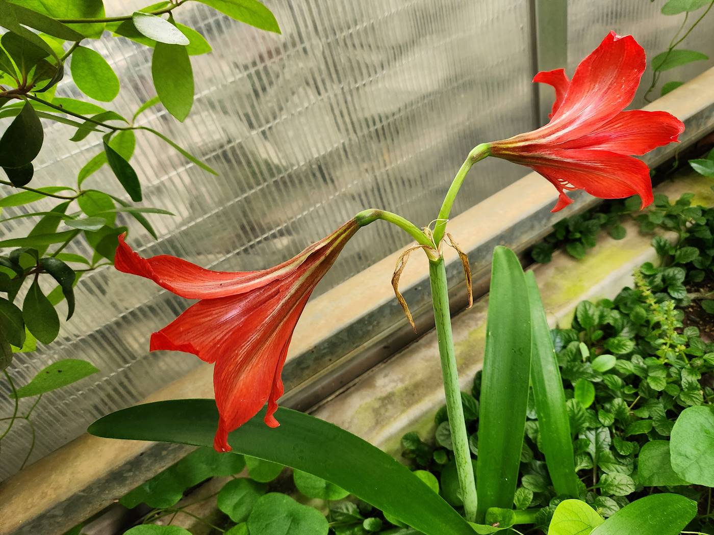 아마릴리스 Amaryllis