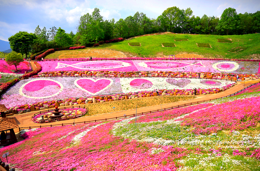 [4월~ 5월 축제]산청 꽃잔디 축제 &amp; 철쭉❘꽃잔디, 철쭉 개화 상황, 생초국제조각공원의 모습