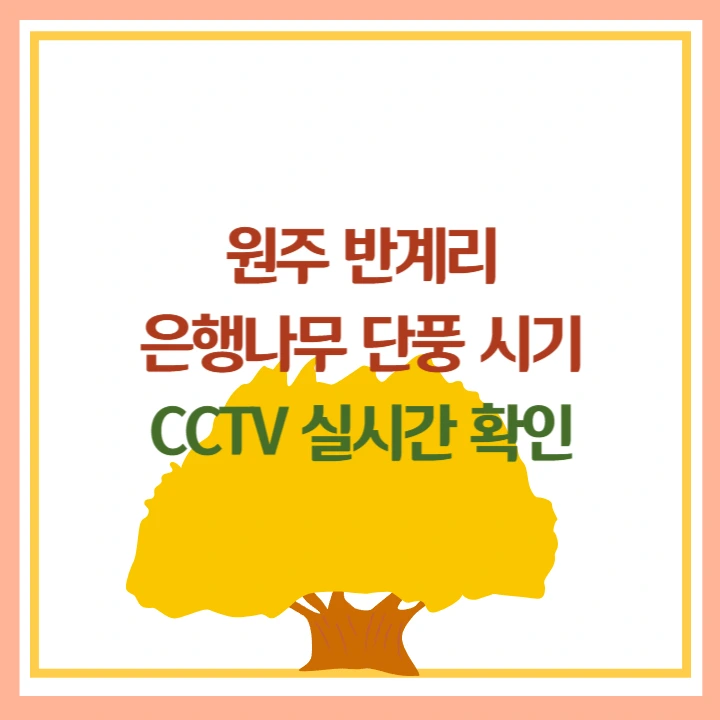 반계리 은행나무 단풍 시기