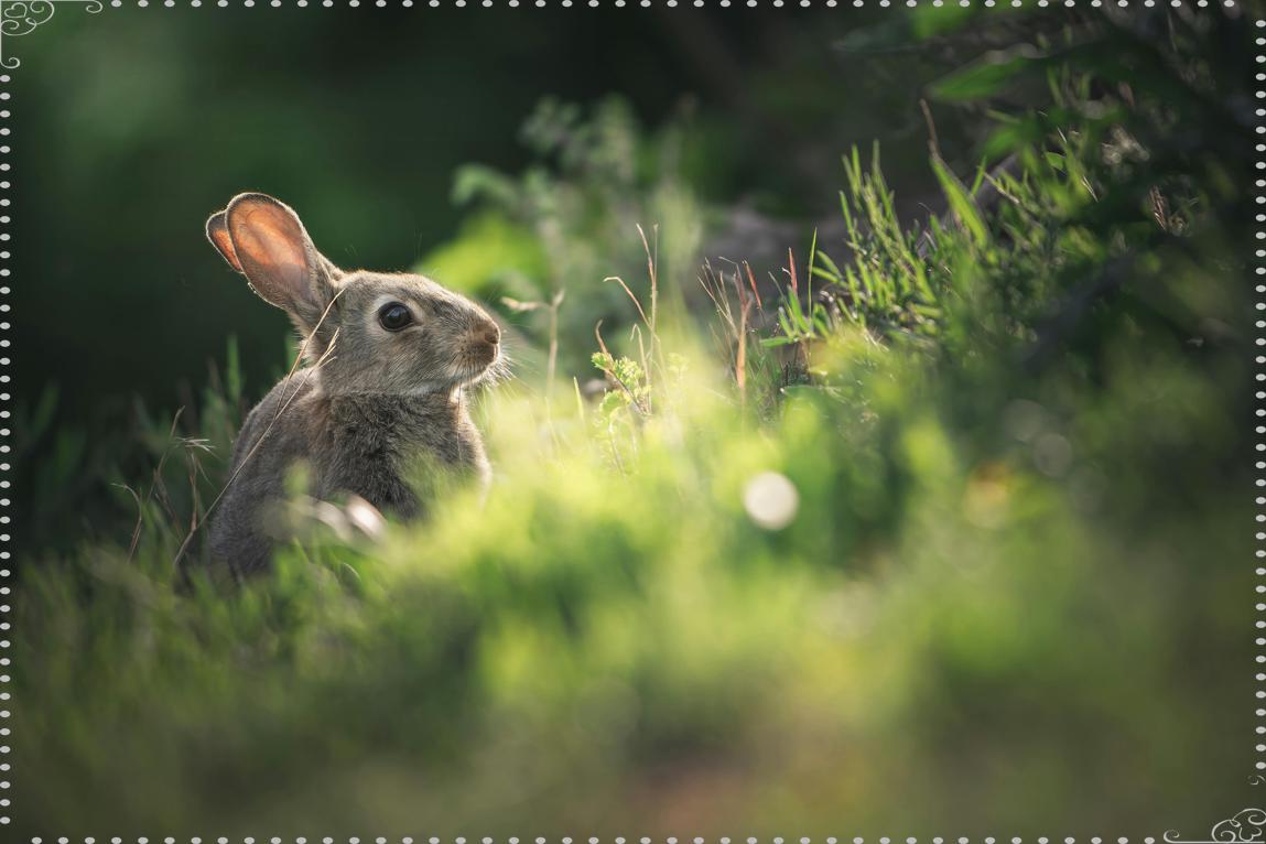 9월 11일 운수대통 띠별 상세운세 해석_ 시리즈 쥐띠부터