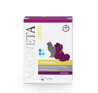 강아지 치매 마그네타