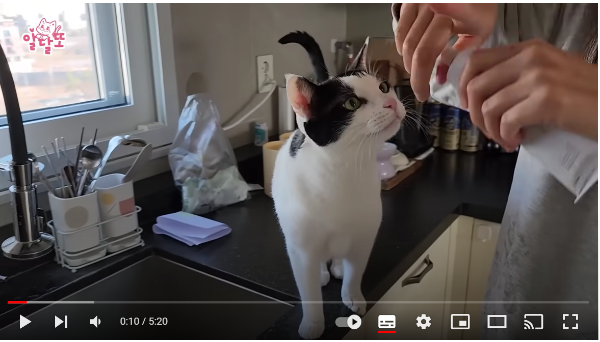 이 정도까지 사람과 대화 가능한 고양이 보신 분?