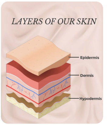 표피(Epidermis), 진피(Dermis), 피하조직(Subcutaneous tissue)