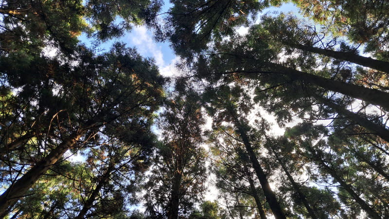 제주_사려니숲길