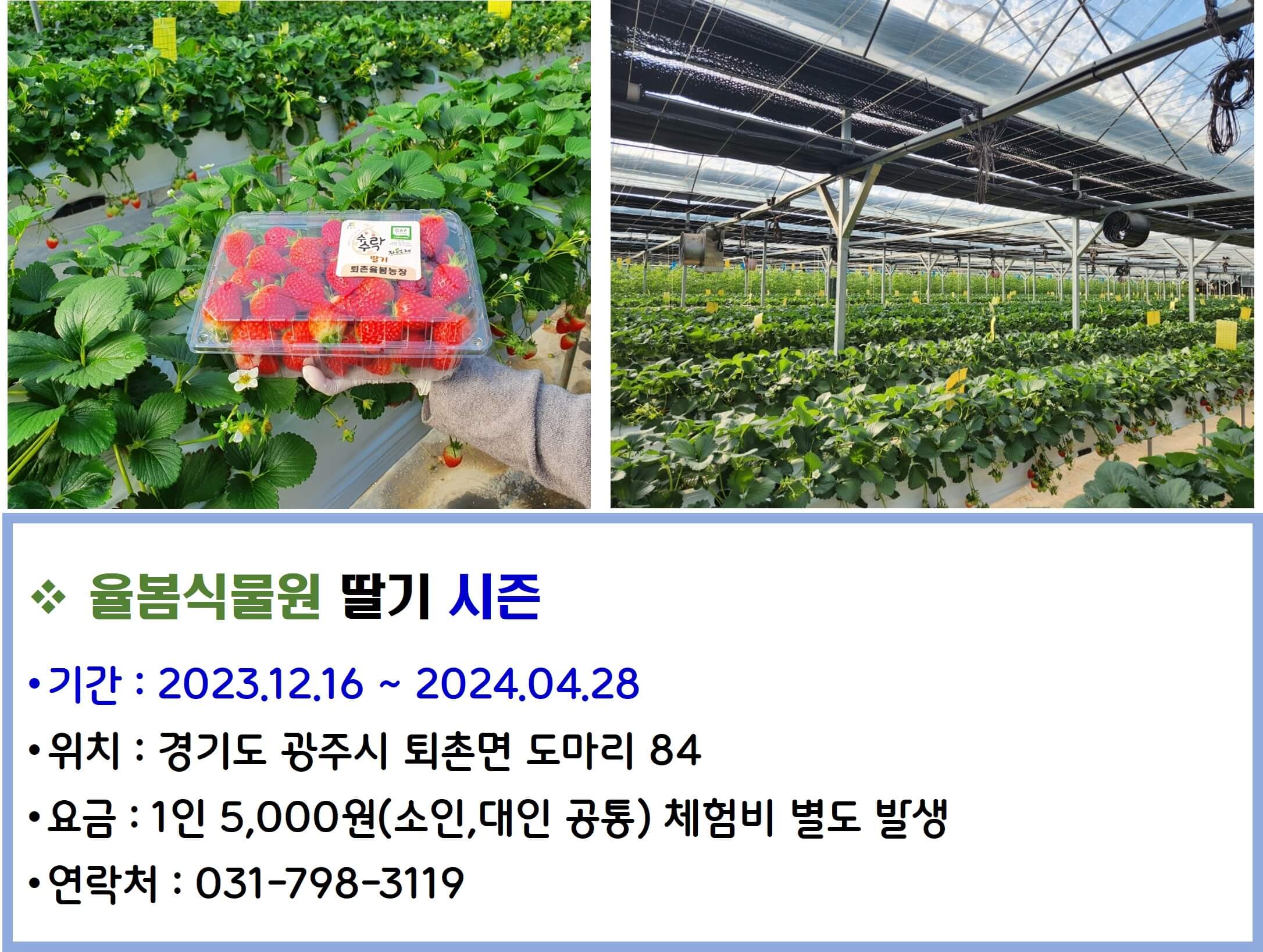 율봄식물원 딸기시즌