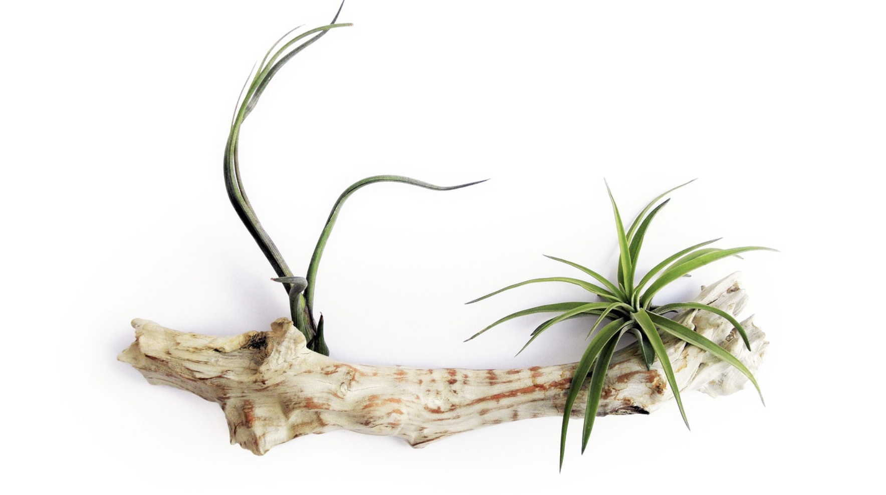 틸란드시아 (에어플랜트) 키우기