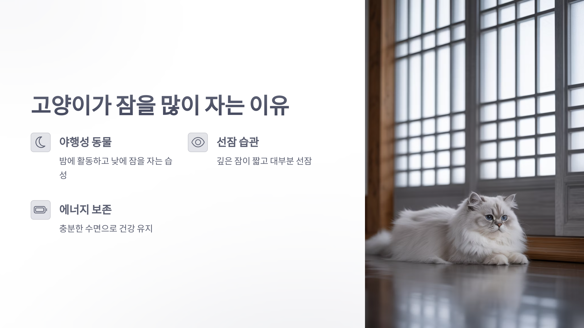 참조-고양이-수면시간-3