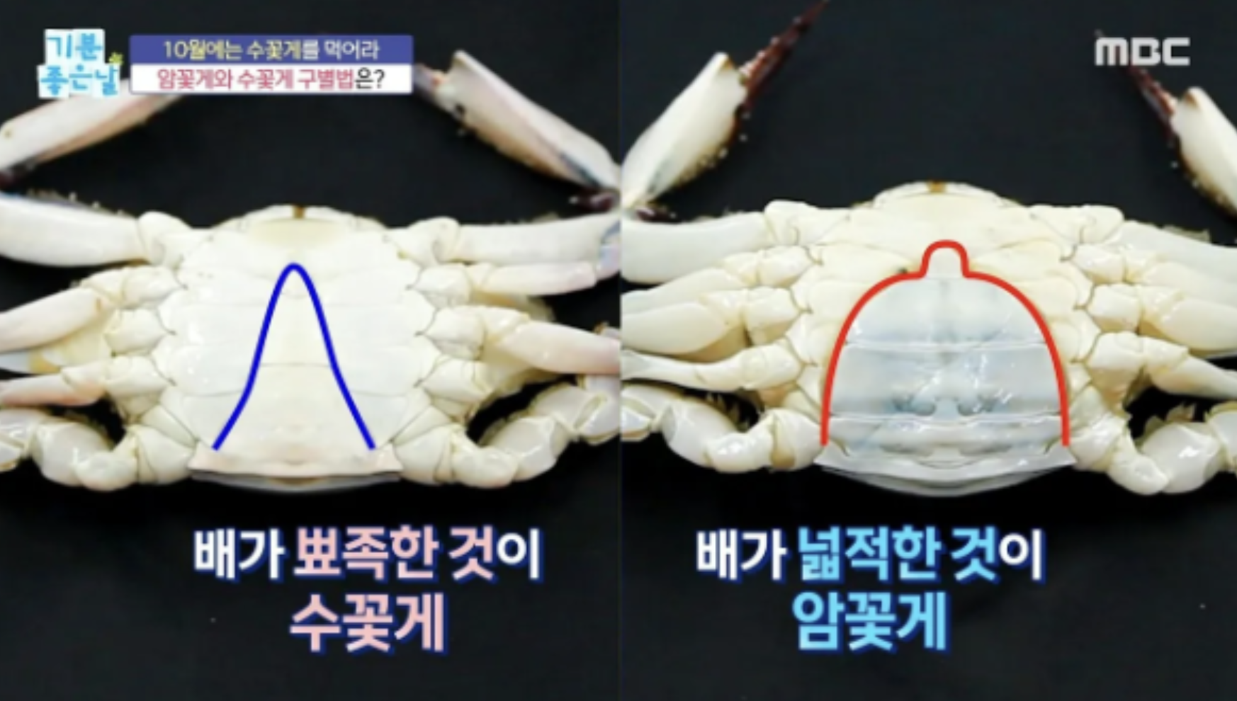 꽃게 구별법