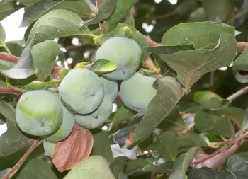 단감 효능, 단감 10kg 가격