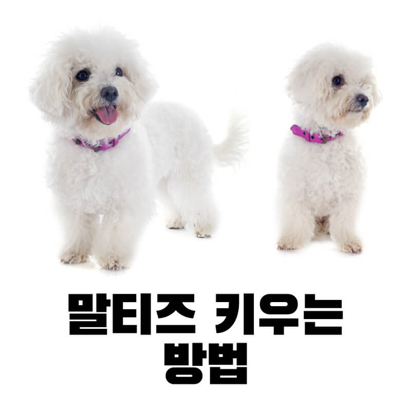 말티즈 키우는 방법