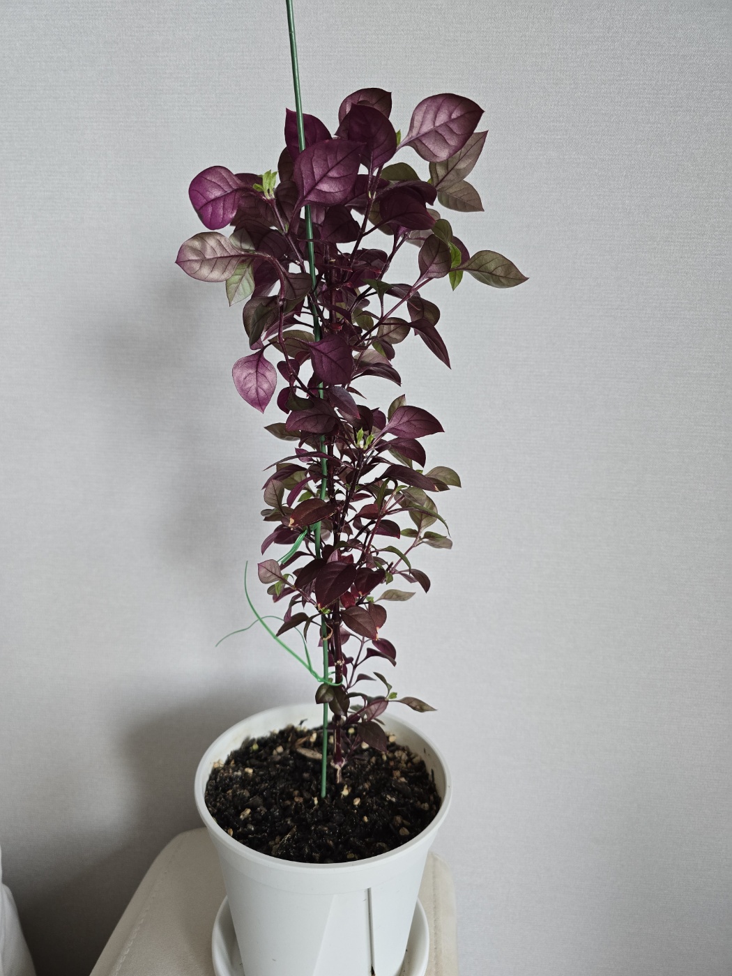 뒷면도 햇빞을 잘 받을 수 있도록 해가나는 방향으로 돌려주어야해요