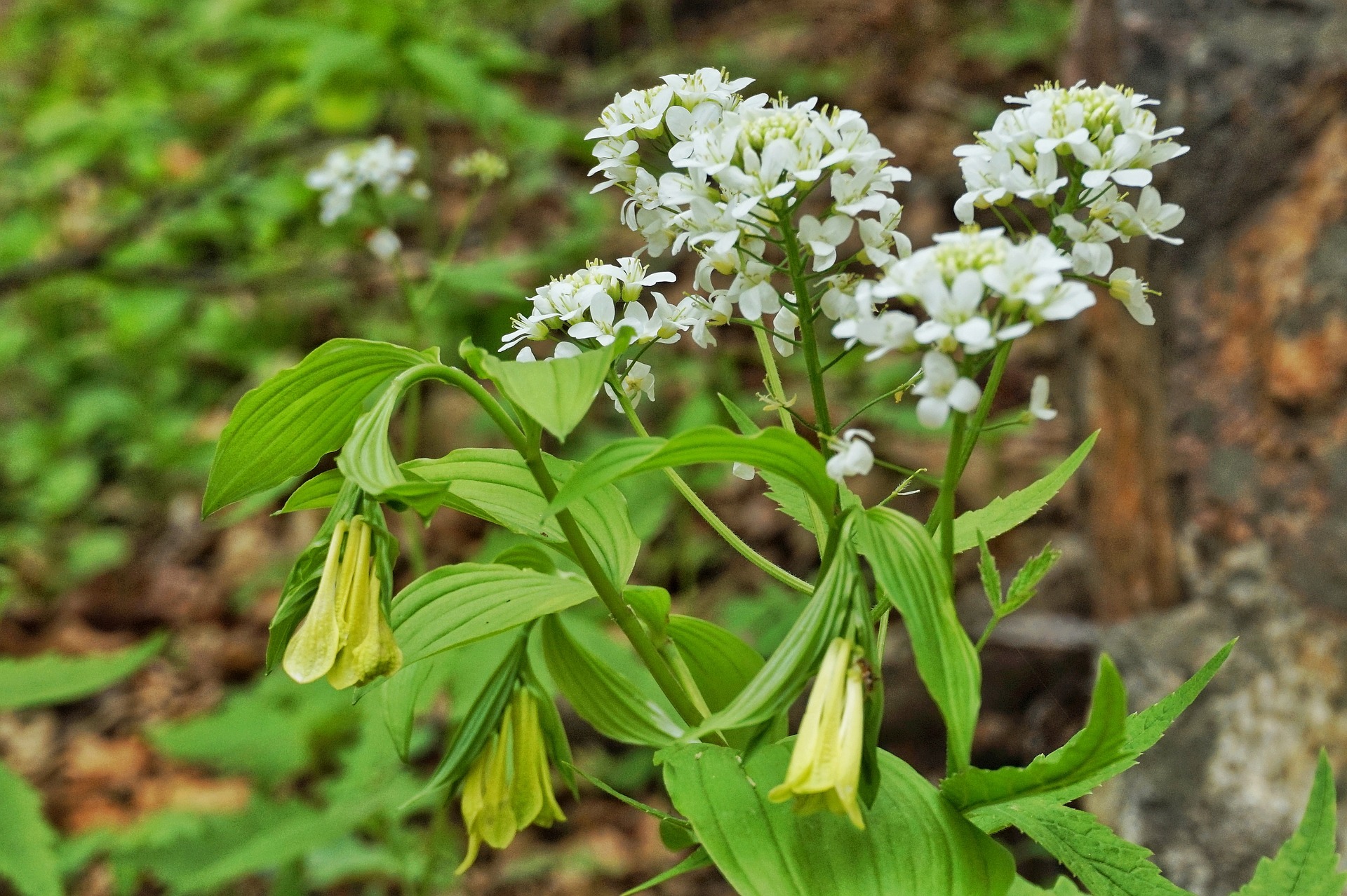 50가지 이상 꽃말 모음5