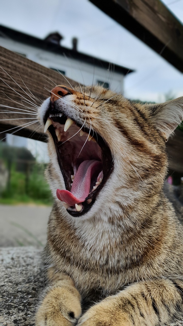 하품이 자주 나오는 이유