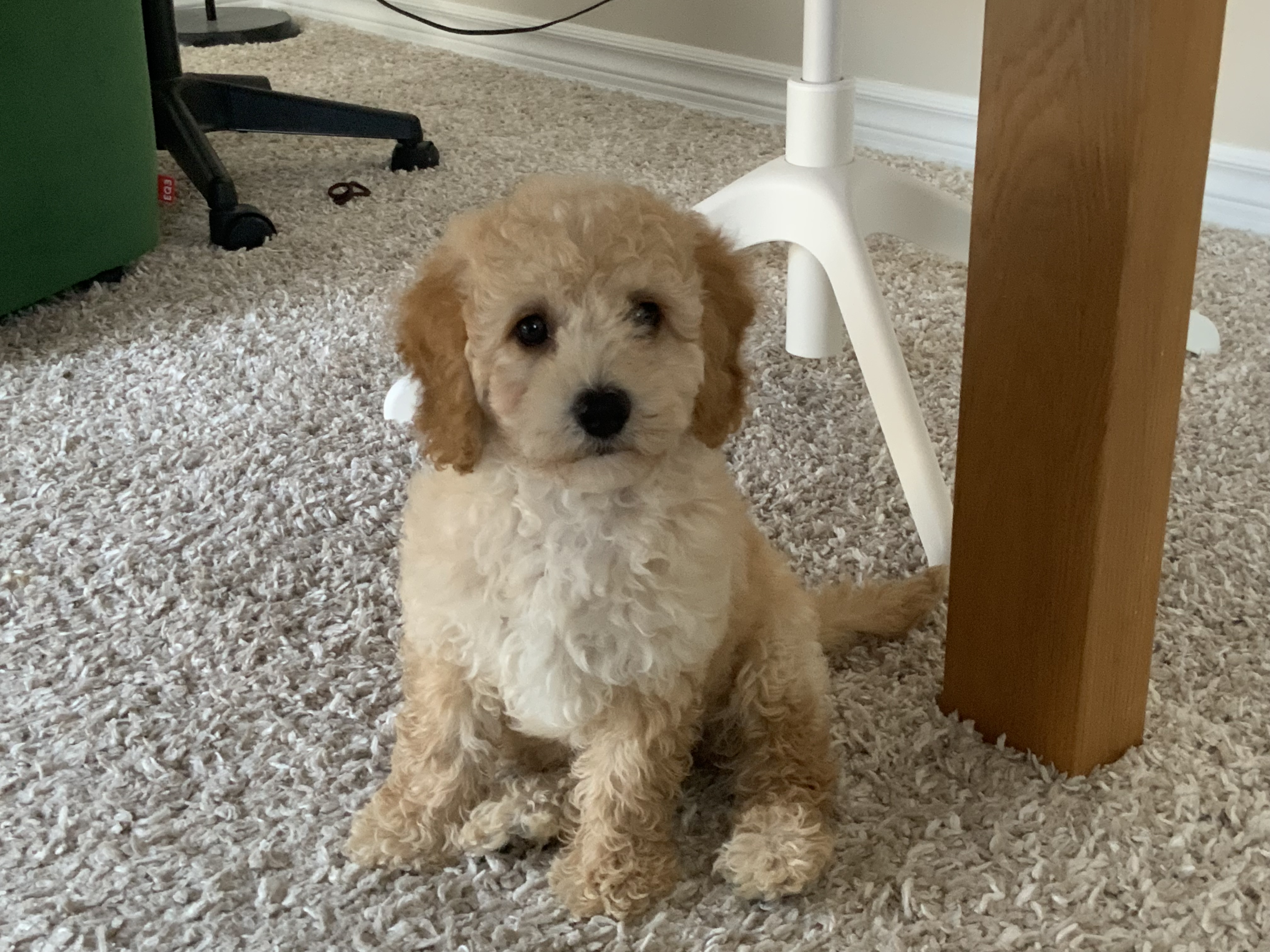 강아지가 집에 온 첫날 사진