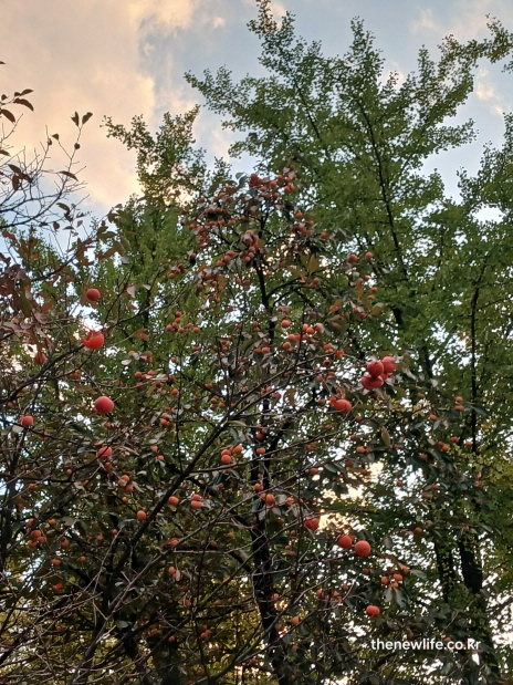 가을 하늘과 은행나무 배경 속에서 붉게 익은 감나무 풍경, 감 효능을 높이는 제철 시기를 상징하는 이미지