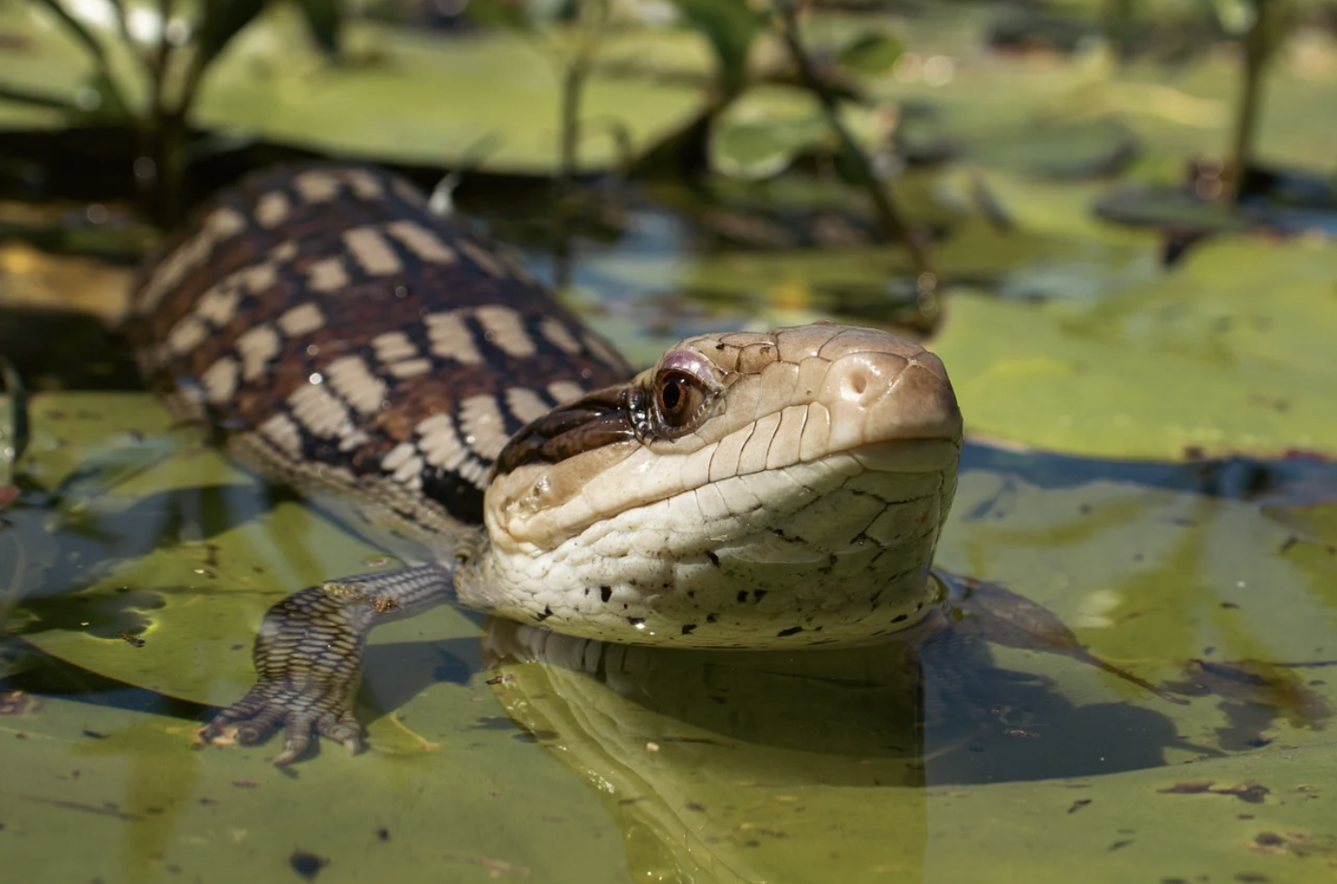 게코도마뱀의 접착 메커니즘과 이를 모방한 무접착제 부착 시스템