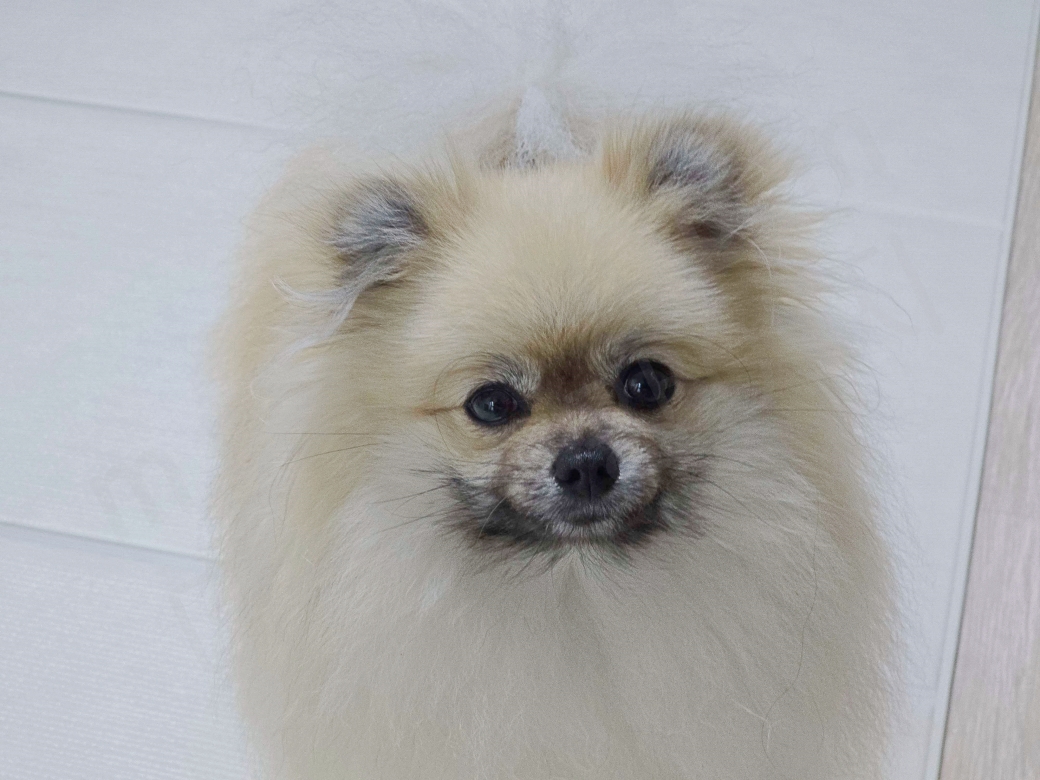 포메라니안 강아지 모습