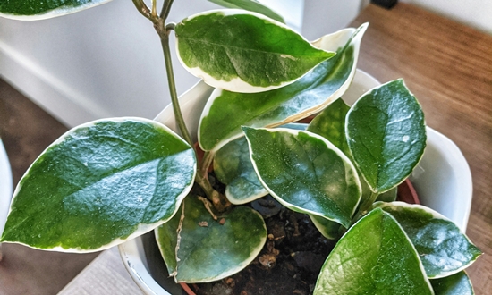 아름다운 자태 매력적인 향기 호야꽃 특징/종류/향기/꽃말/의미/인테리어