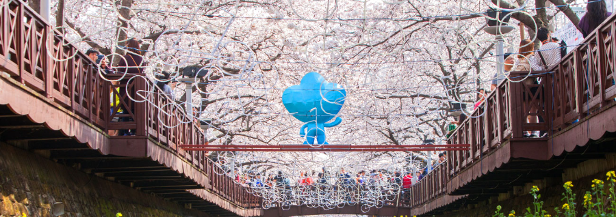 진해 군항제, 나 가야 할까? 2025 벚꽃 개화 시기 & 추천 일정