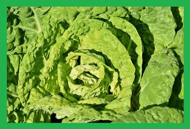배추-자라는-모습
