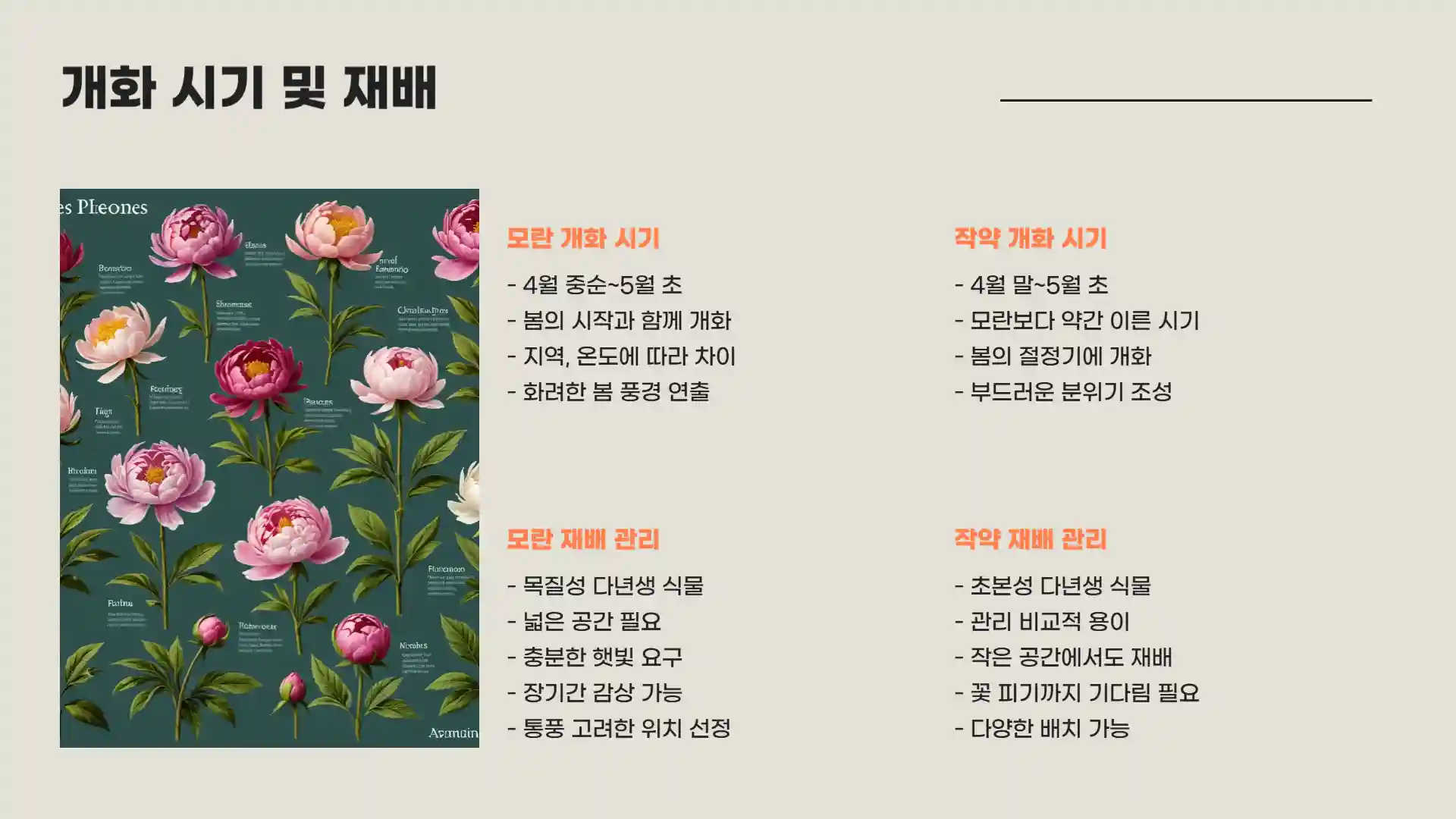 모란꽃과 작약꽃