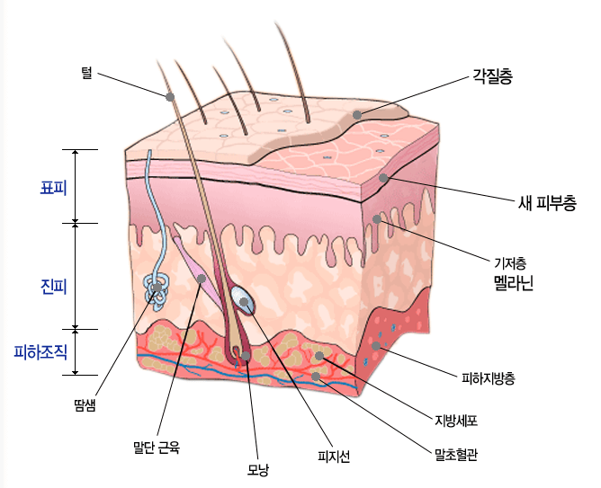 겨울철 보습 크림 필수 성분