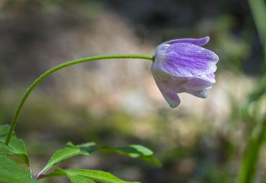 폐섬유증 초기증상과 폐에 좋은 음식7