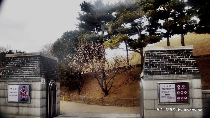 복천고분 입구 매화꽃 나무