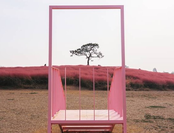 안성팜랜드-핑크뮬리-포토존2