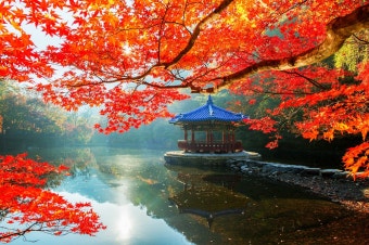 전남 내장산 단풍