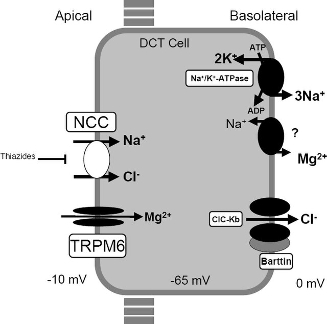 신장내 원위세뇨관의 물질 이동 과정