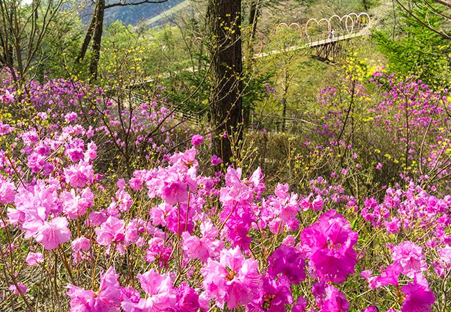 봄-화담숲-축제