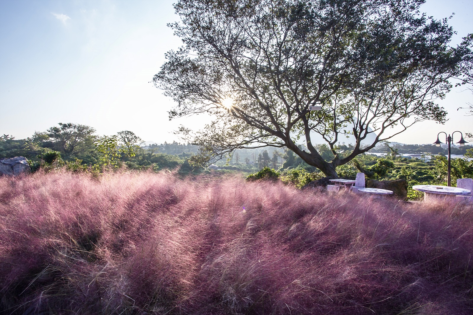 10월 제주 가볼만한곳 핑크뮬리 명소 BEST 08 사진 맛집
