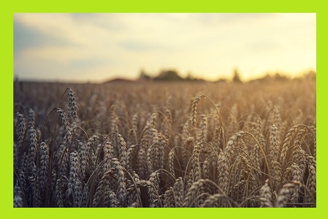 곡물-농사-논